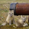 Two arctic fox pups stare near a pipe.